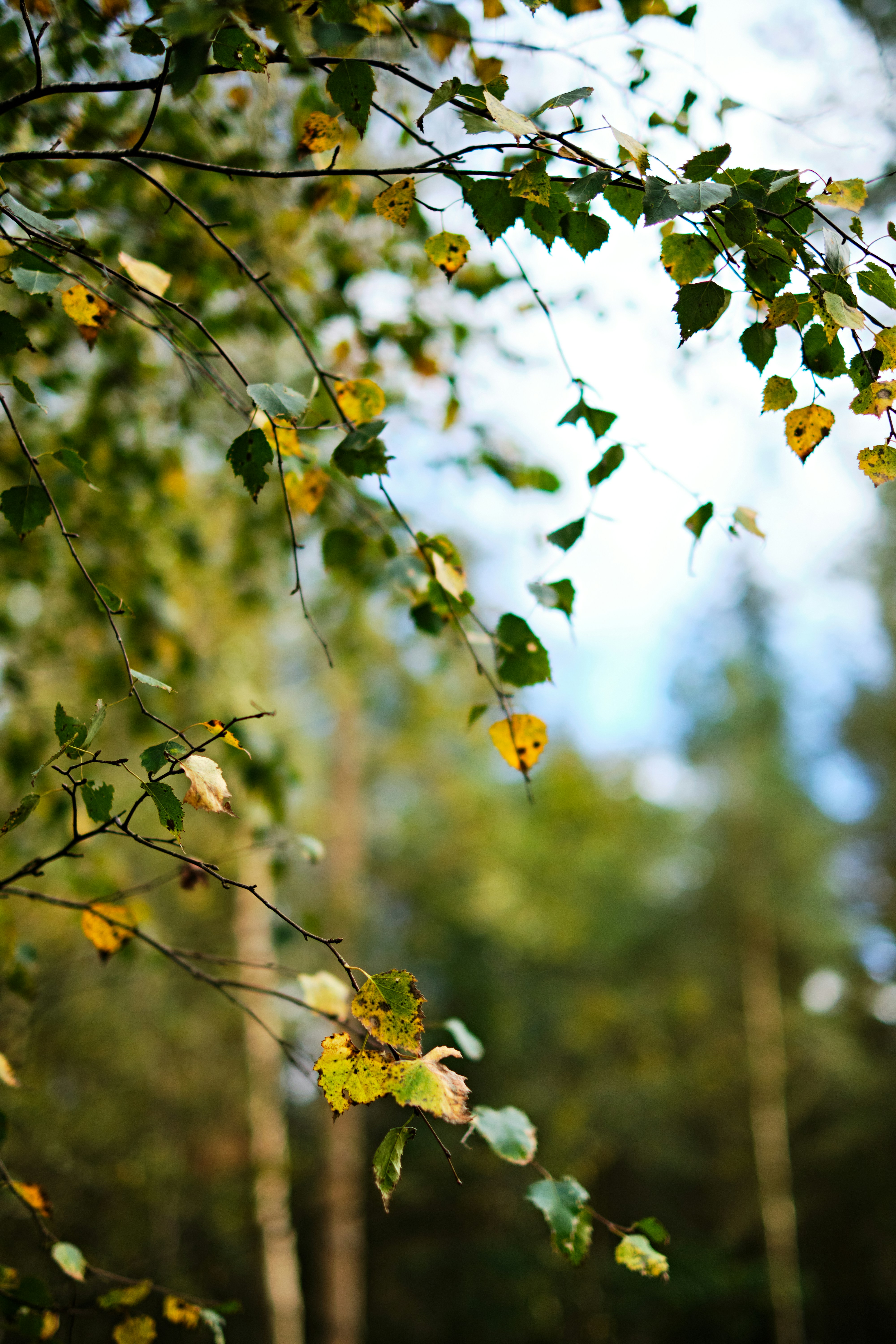 un bouquet de feuilles qui sont sur un arbre