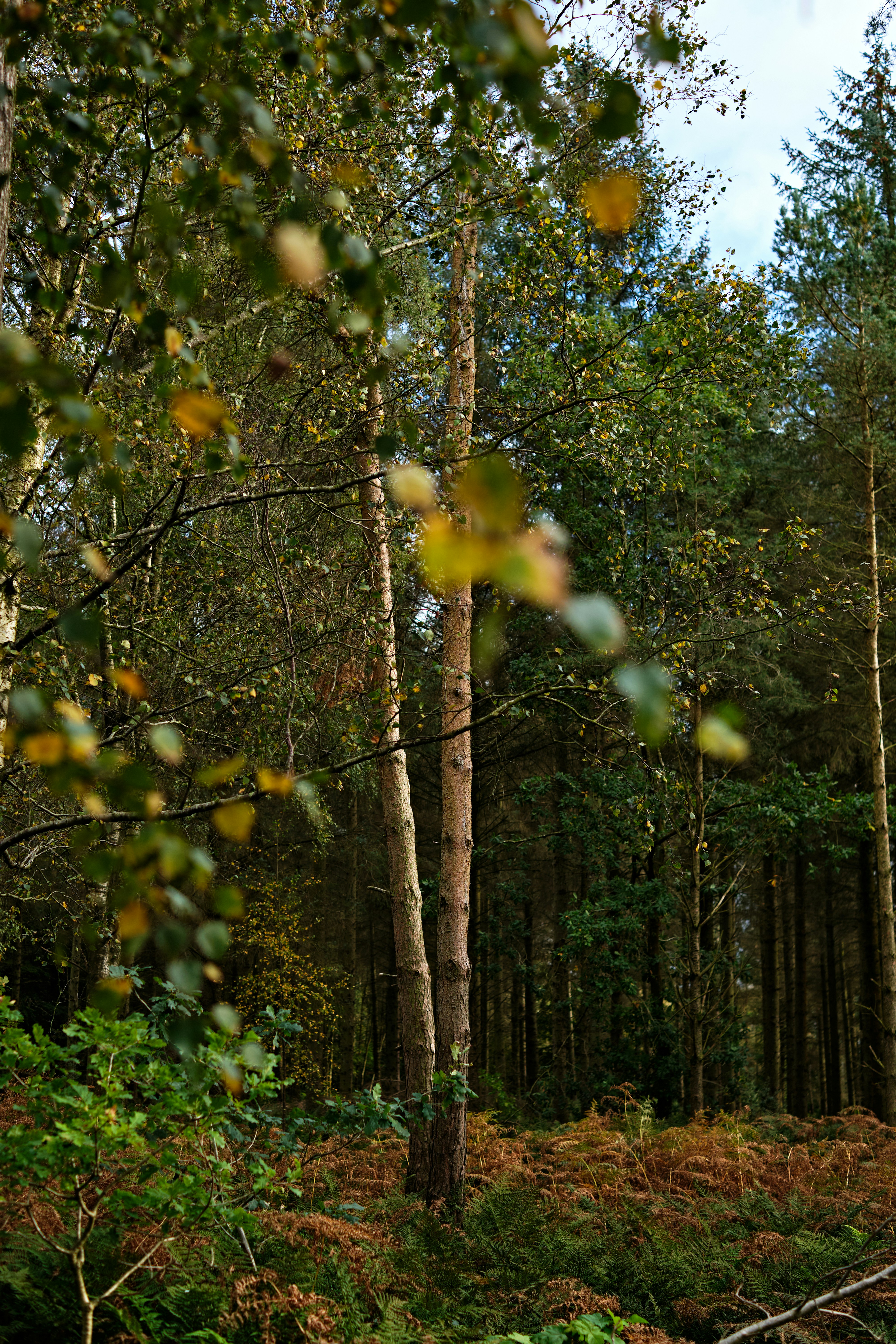 Photo by frostroomhead