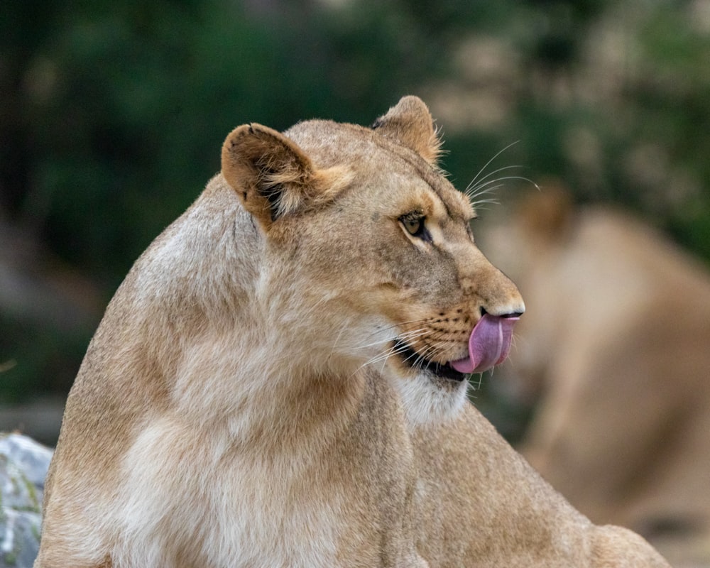 a close up of a lion with its tongue out