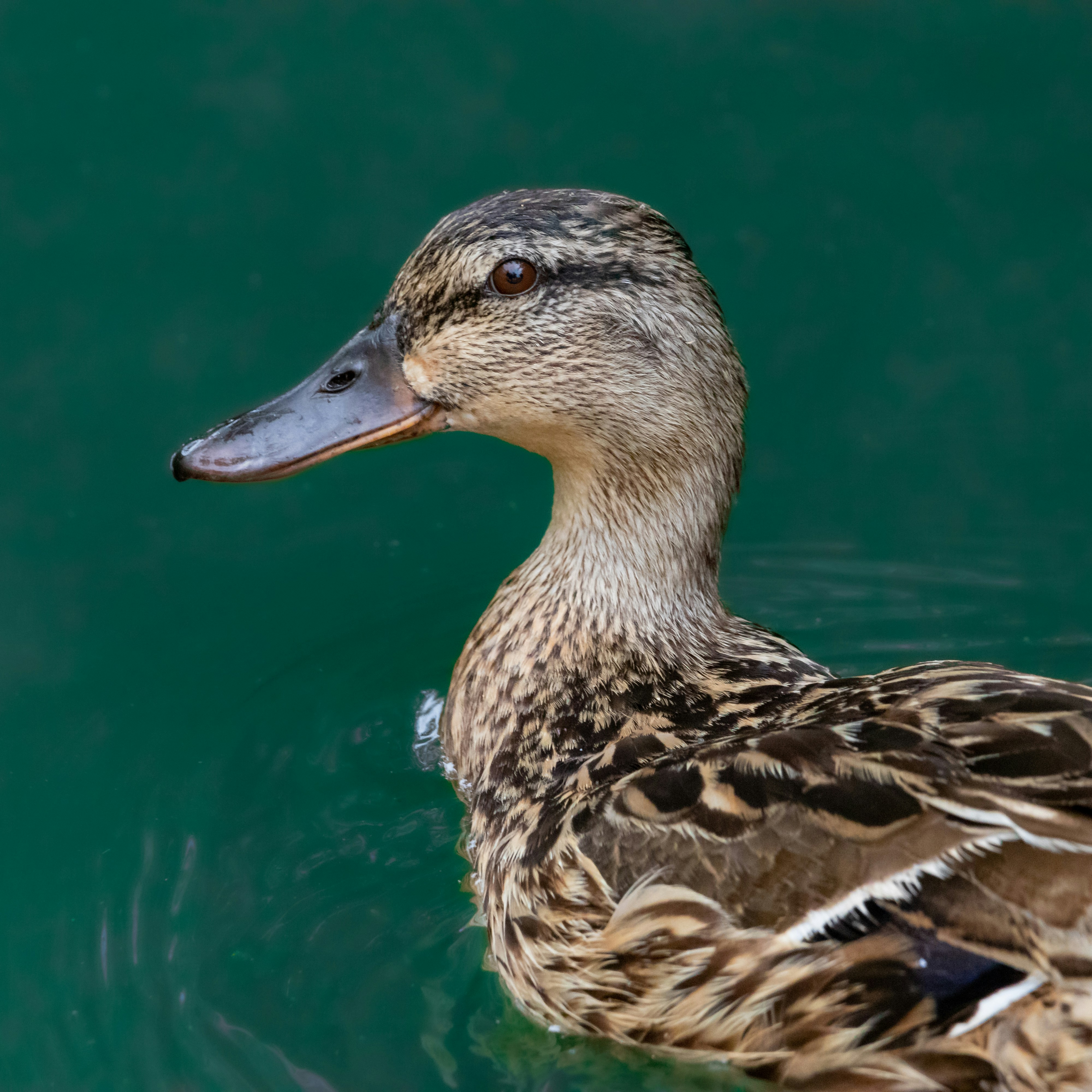 Photo by matthieur68