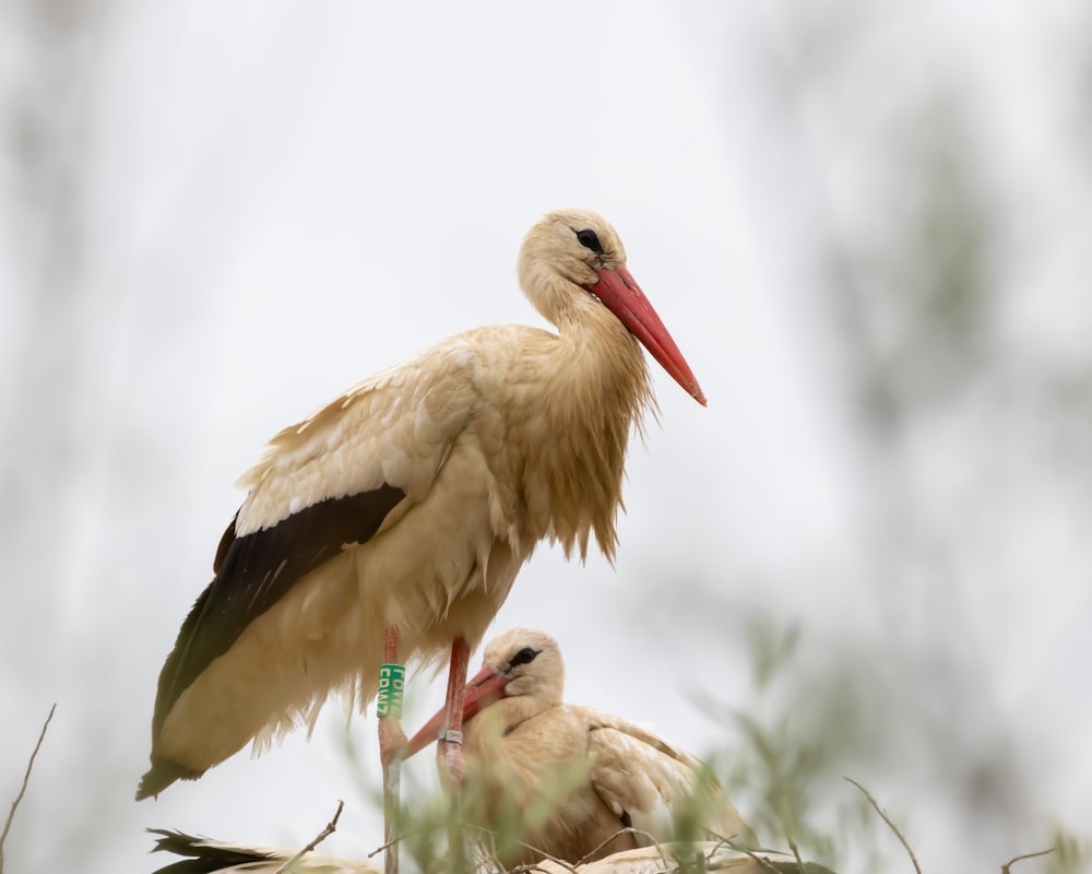 a couple of birds that are standing in the grass