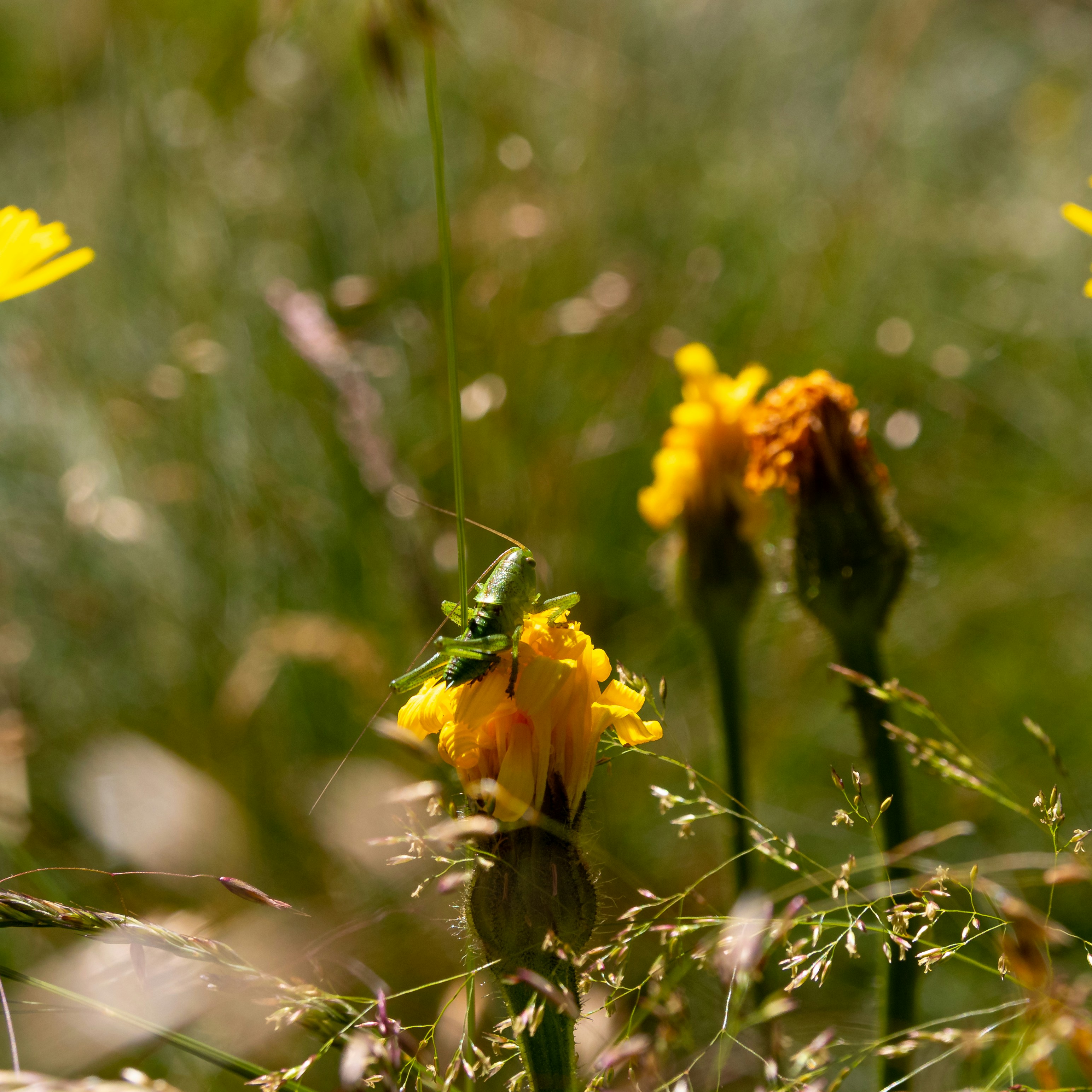 Photo by matthieur68