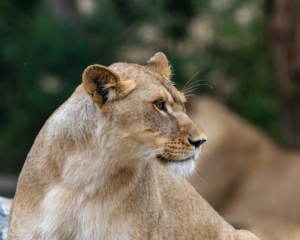 a close up of a lion laying on a rock