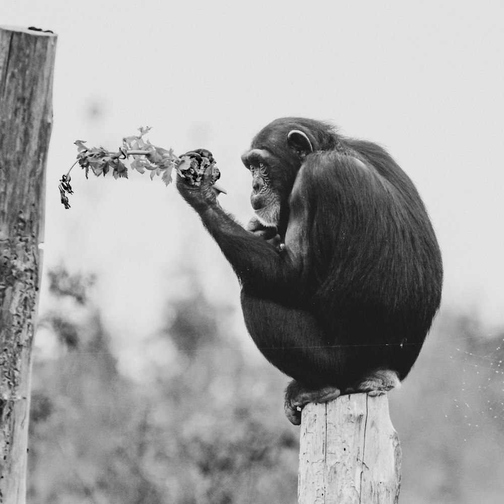 a monkey sitting on top of a wooden post