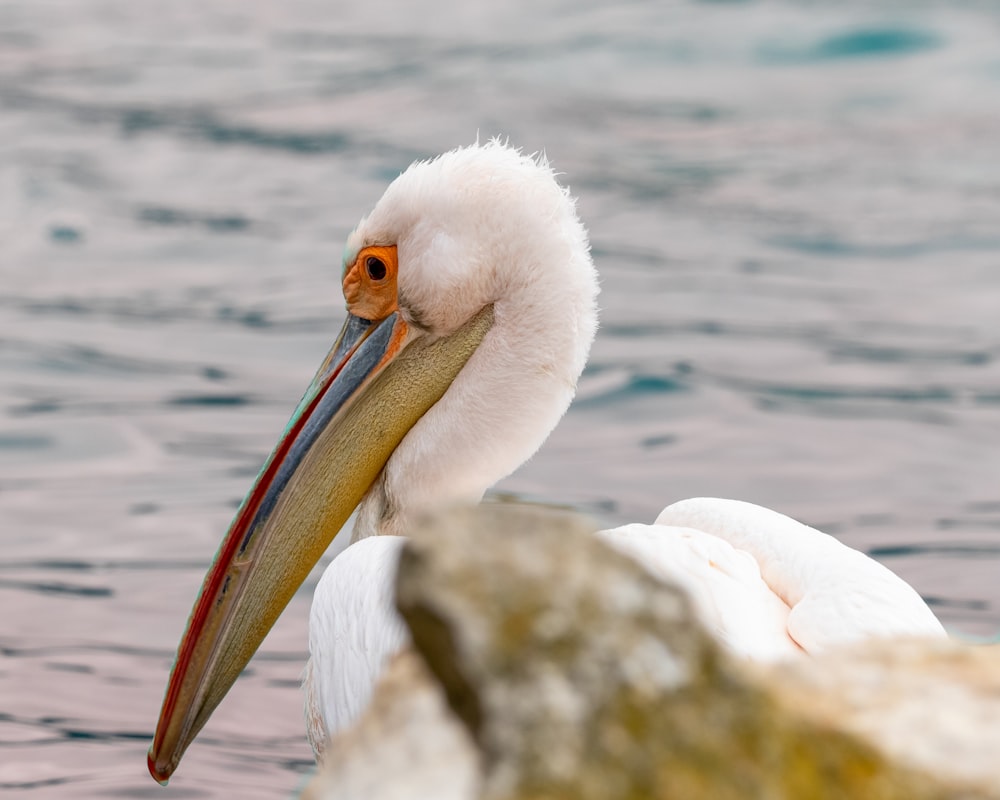 a pelican with a long beak sitting on a rock in the water