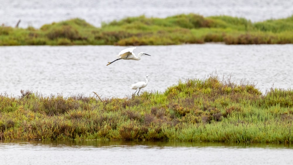 two white birds flying over a body of water