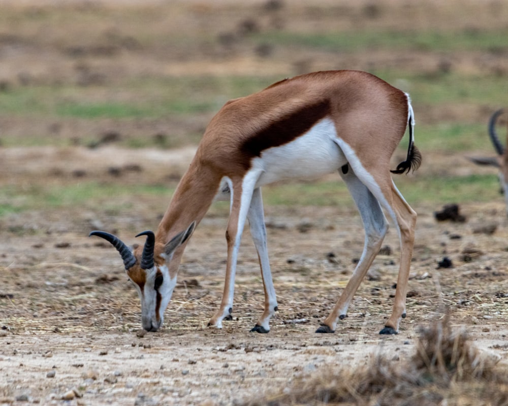 a gazelle eating grass in the middle of a field