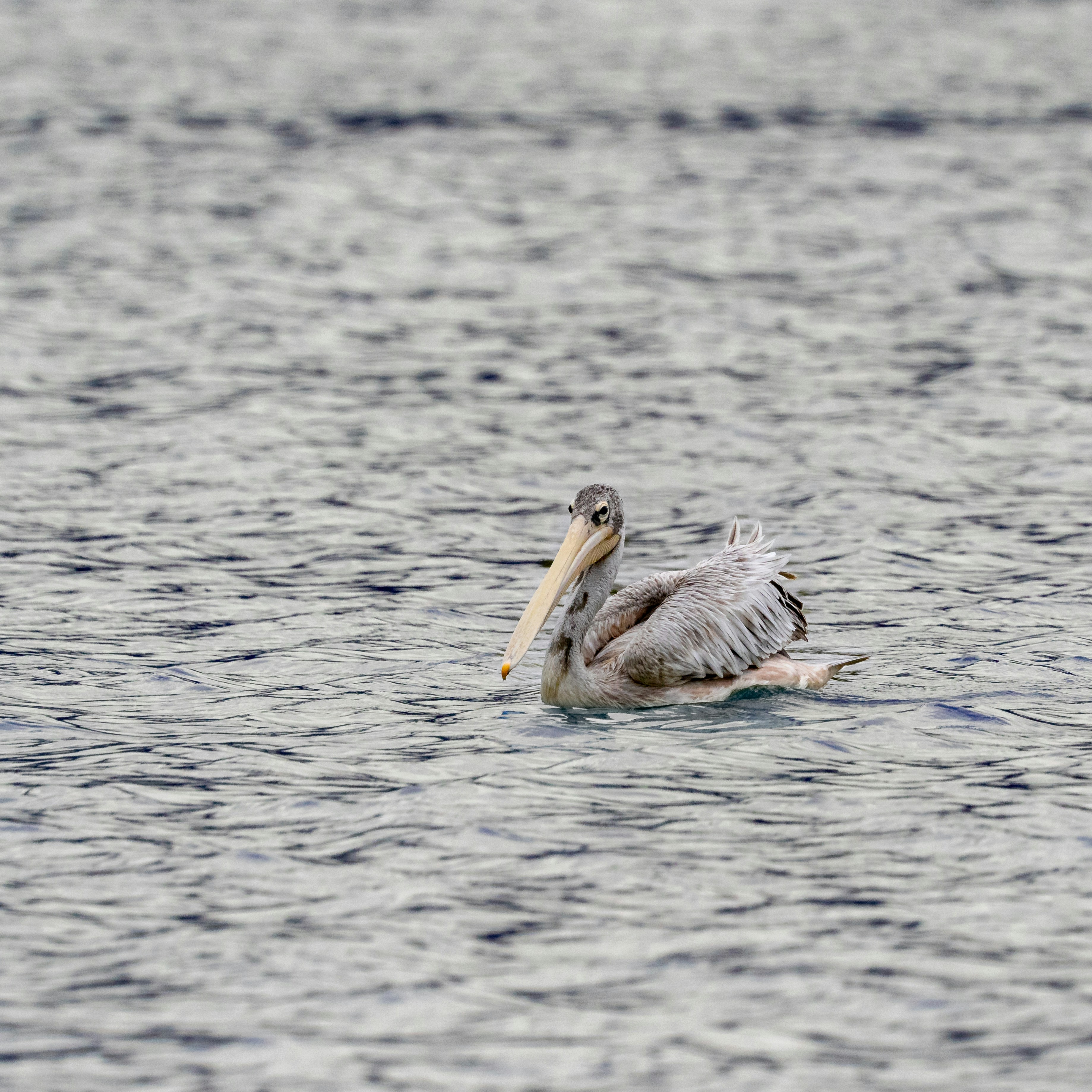 A large bird floating on top of a body of water photo – Free Hameau du ...