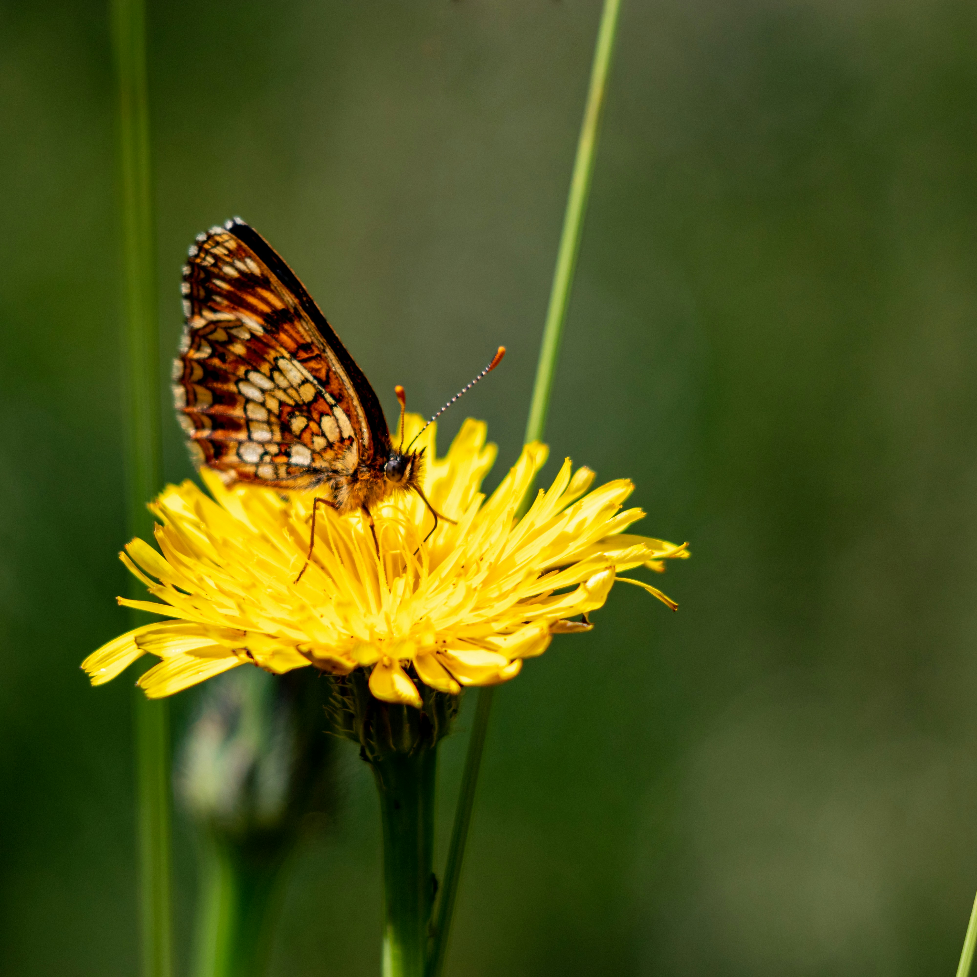 Photo by matthieur68