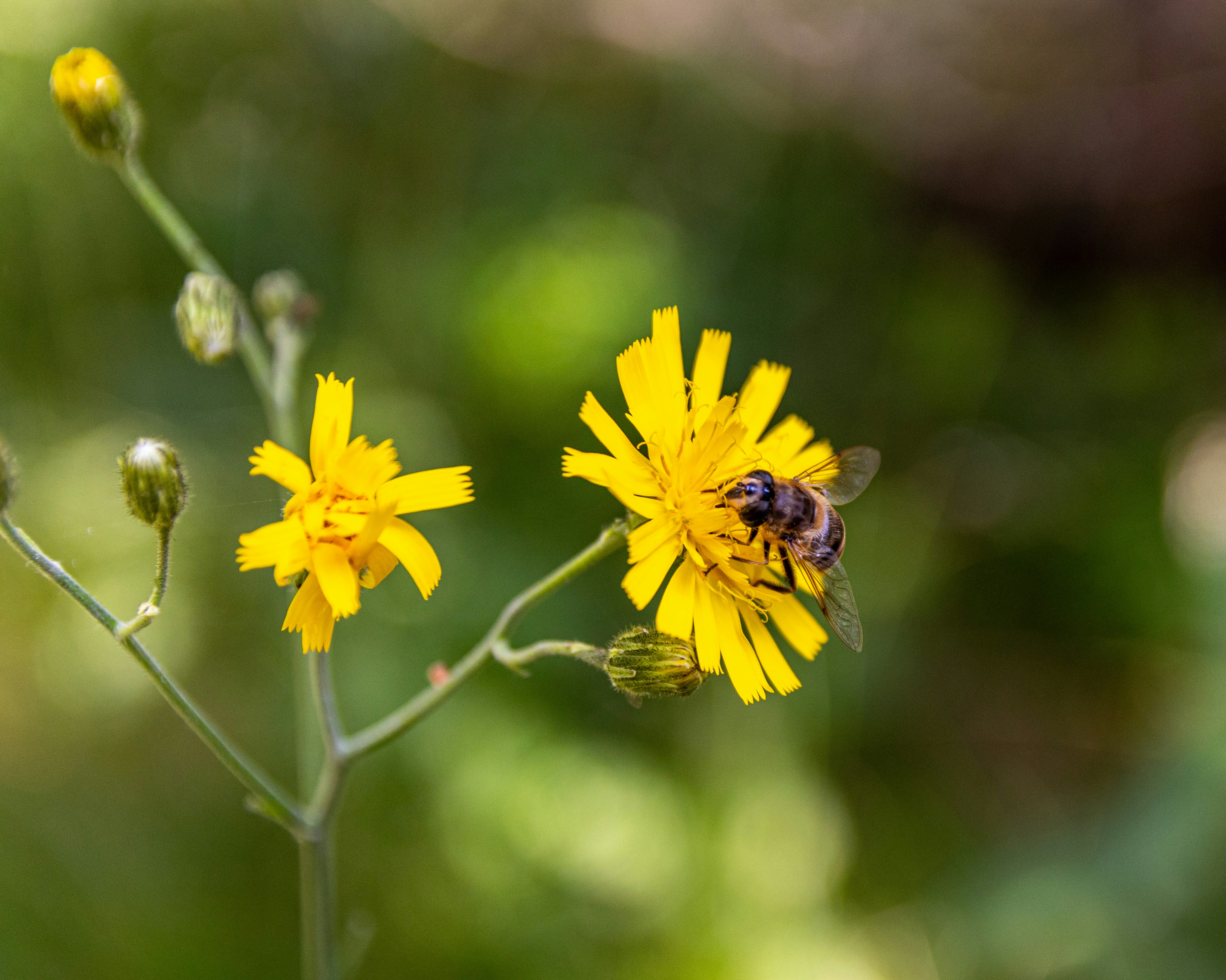 응급 처치 키트