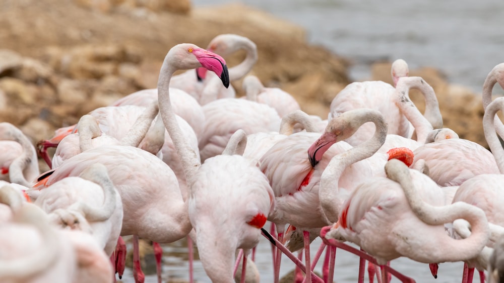 a group of pink flamingos standing next to each other