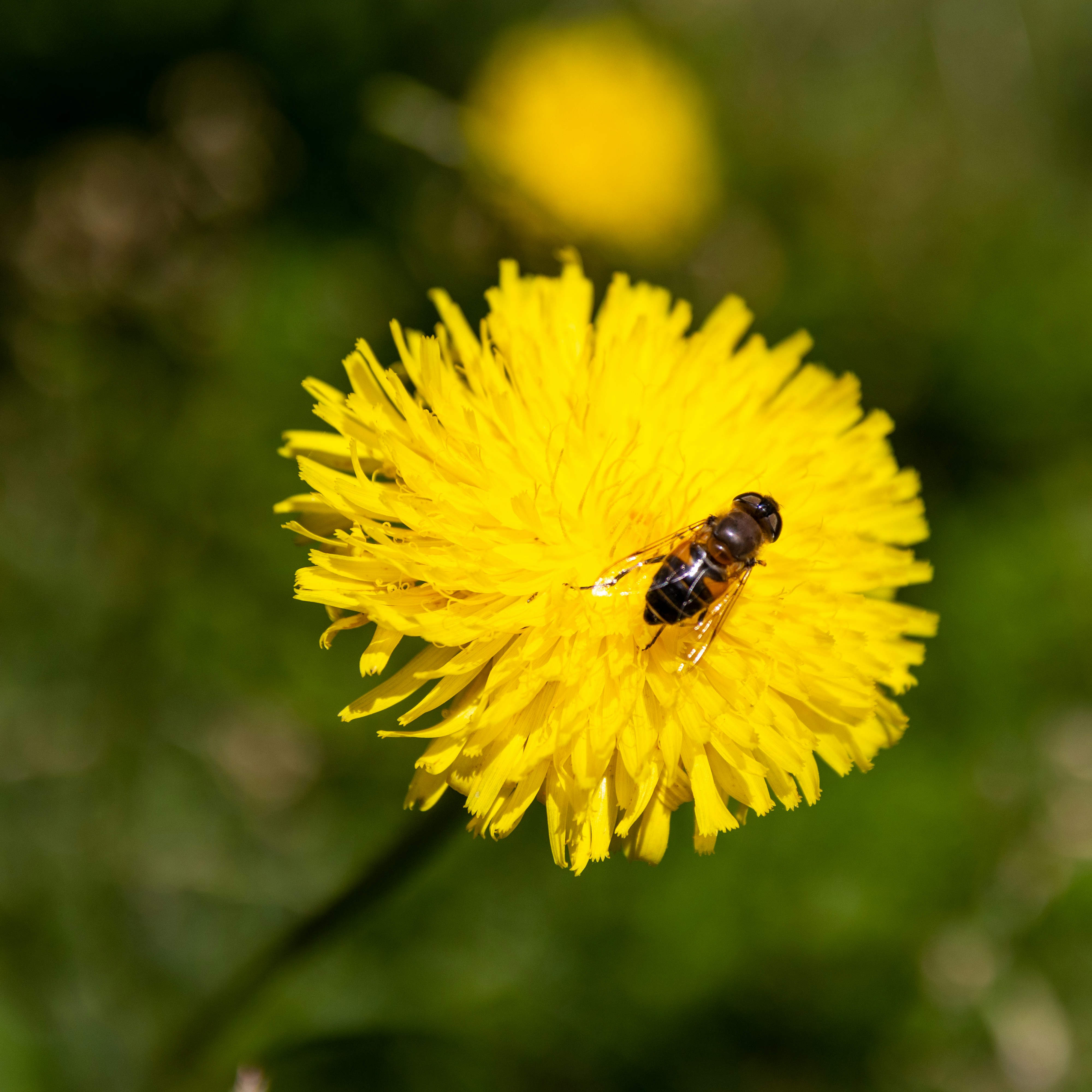 un'ape è seduta su un fiore di tarassaco