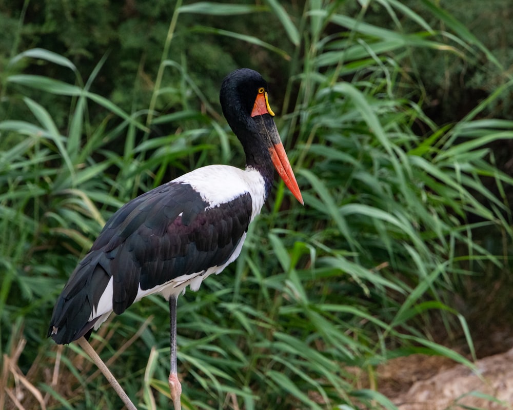 a black and white bird standing on a stick