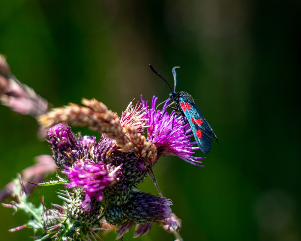 a blue and red bug sitting on top of a purple flower