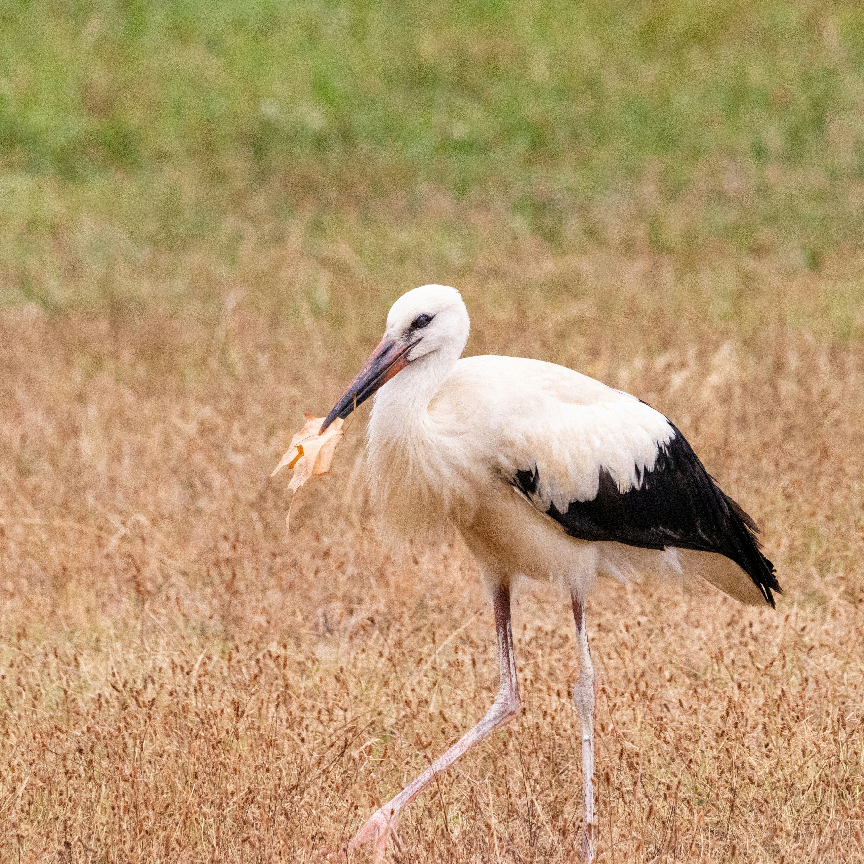 Photo by matthieur68