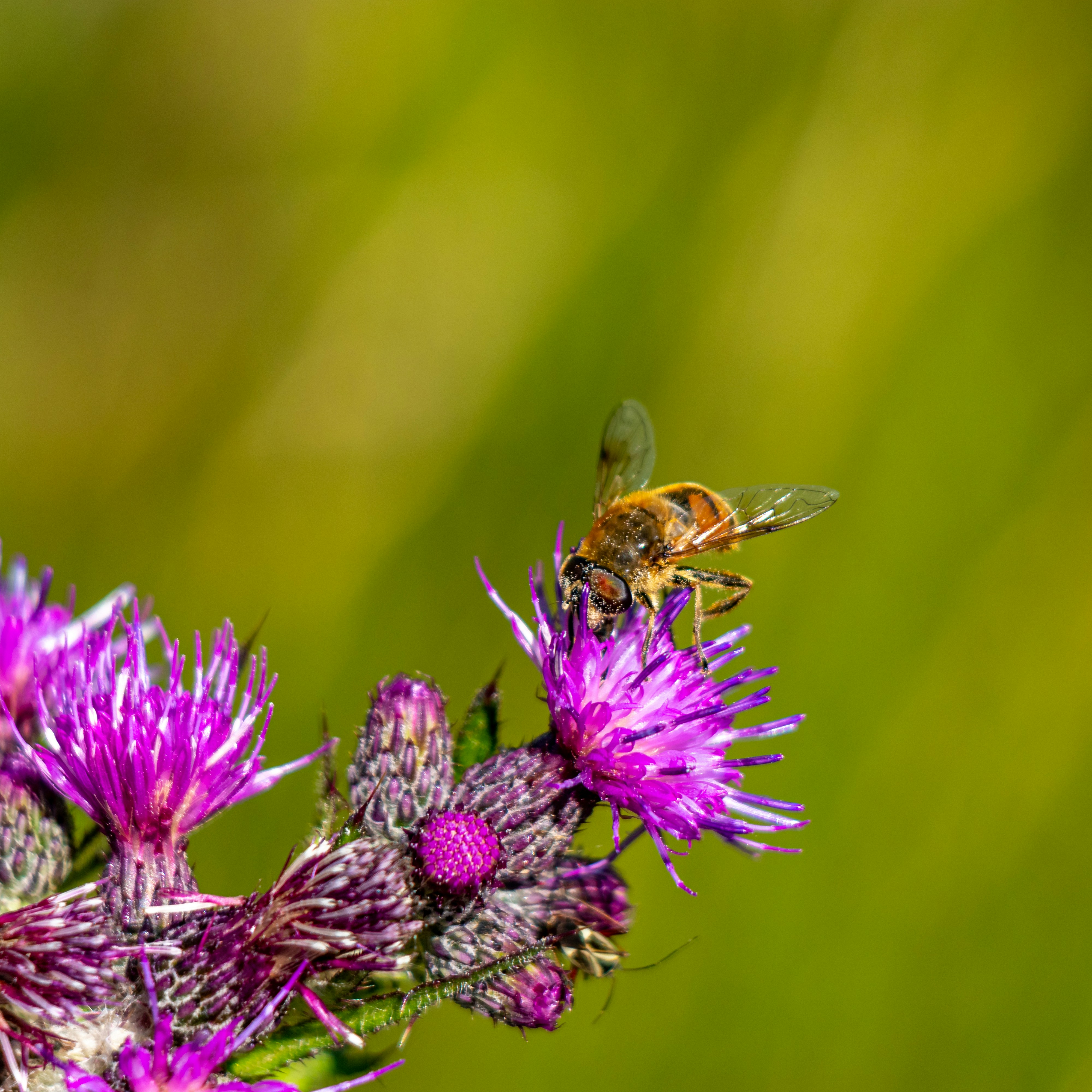 Photo by matthieur68