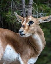 an antelope standing in front of some trees