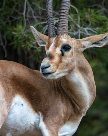 an antelope standing in front of some trees