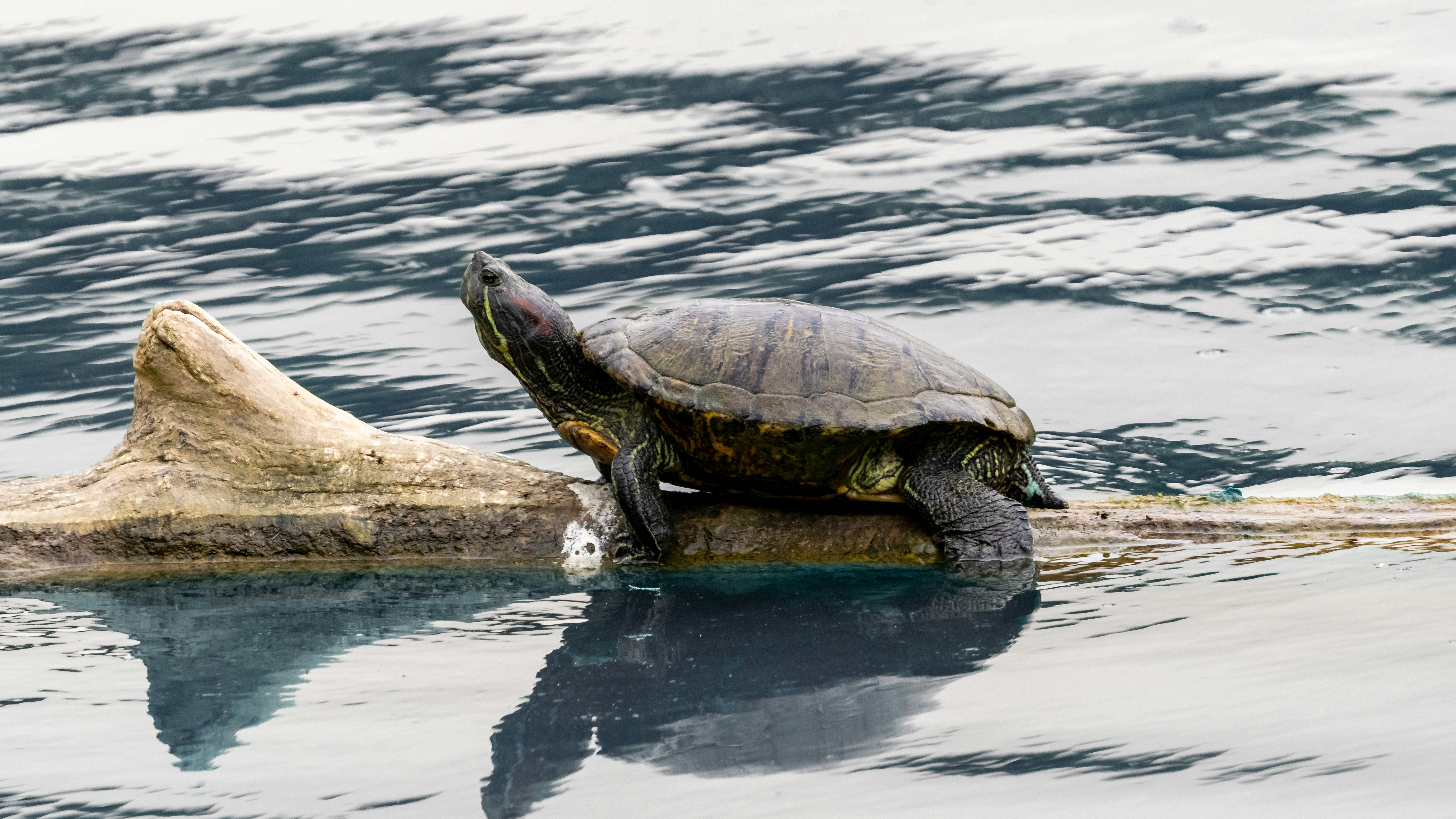 Photo by matthieur68