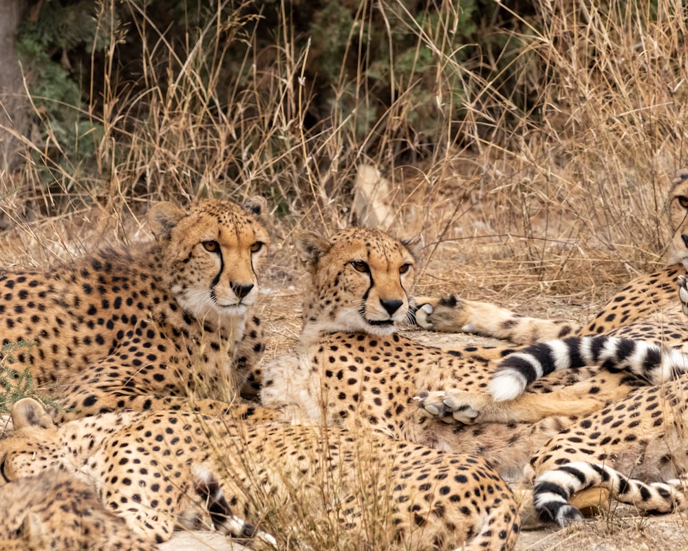 a group of cheetah laying down in the grass