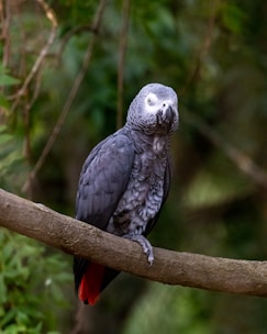 A grey parrot perches on a tree branch surrounded by lush green foliage. Its feathers appear smooth and well-defined, with a distinctive red tail and a bright, curious eye.