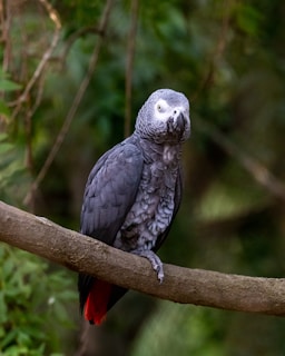 A grey parrot perches on a tree branch surrounded by lush green foliage. Its feathers appear smooth and well-defined, with a distinctive red tail and a bright, curious eye.