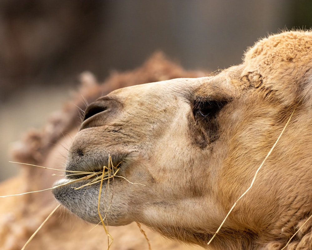a close up of a camel eating grass