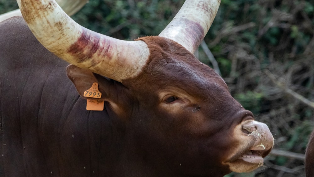 a brown cow with large horns standing next to a forest