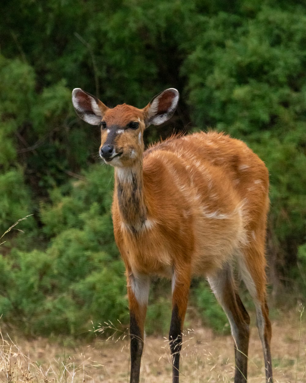 a small deer standing in a field with trees in the background
