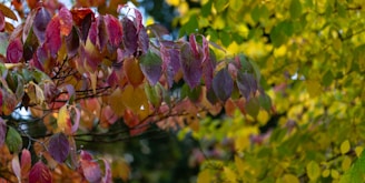 A captivating visual of a family tree with vibrant leaves representing various family members.