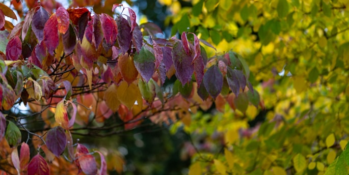 A captivating visual of a family tree with vibrant leaves representing various family members.