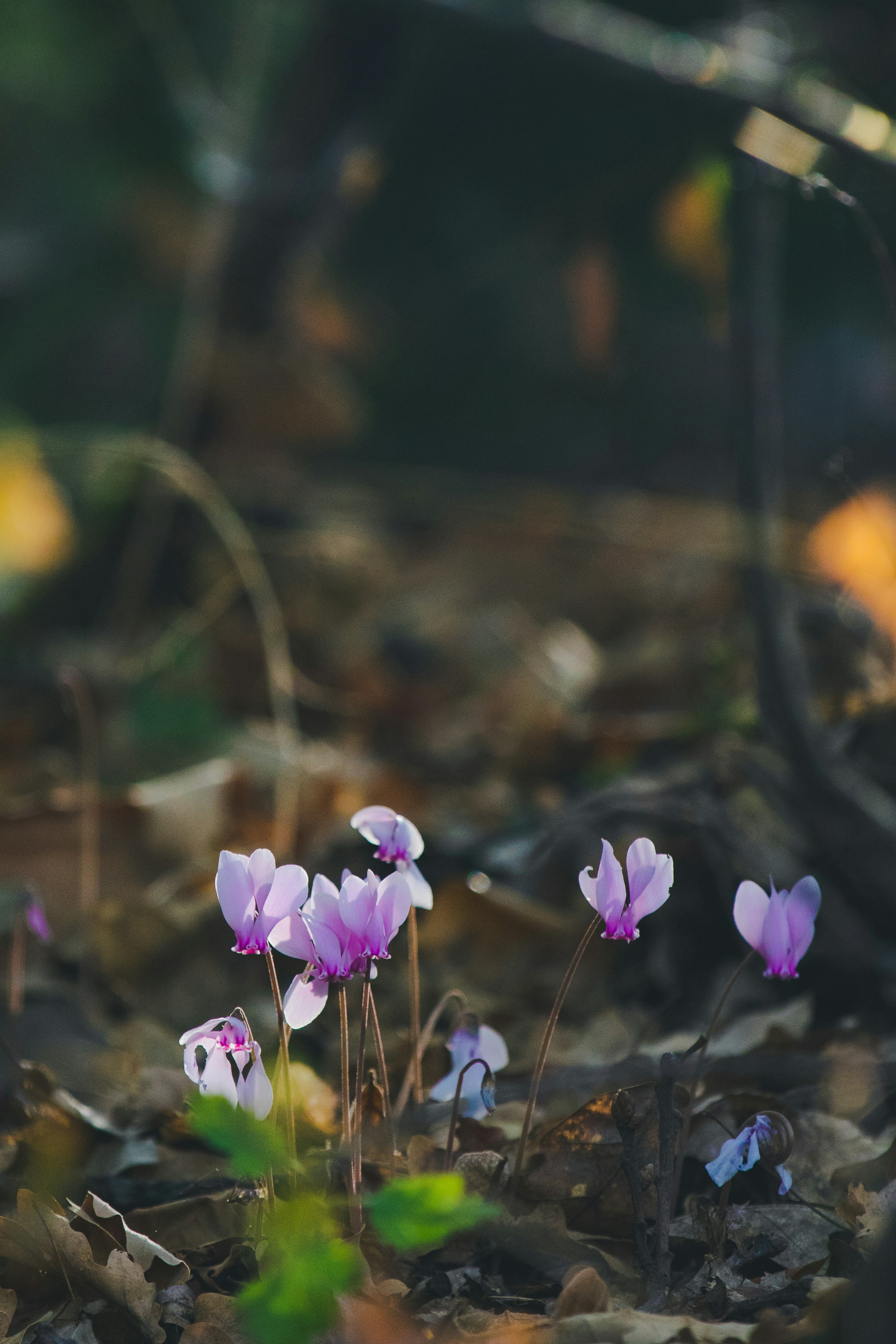 Photo by mattia_poli_04