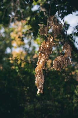 A mixed media artwork hanging from a tree branch, sunlight filtering through leaves.