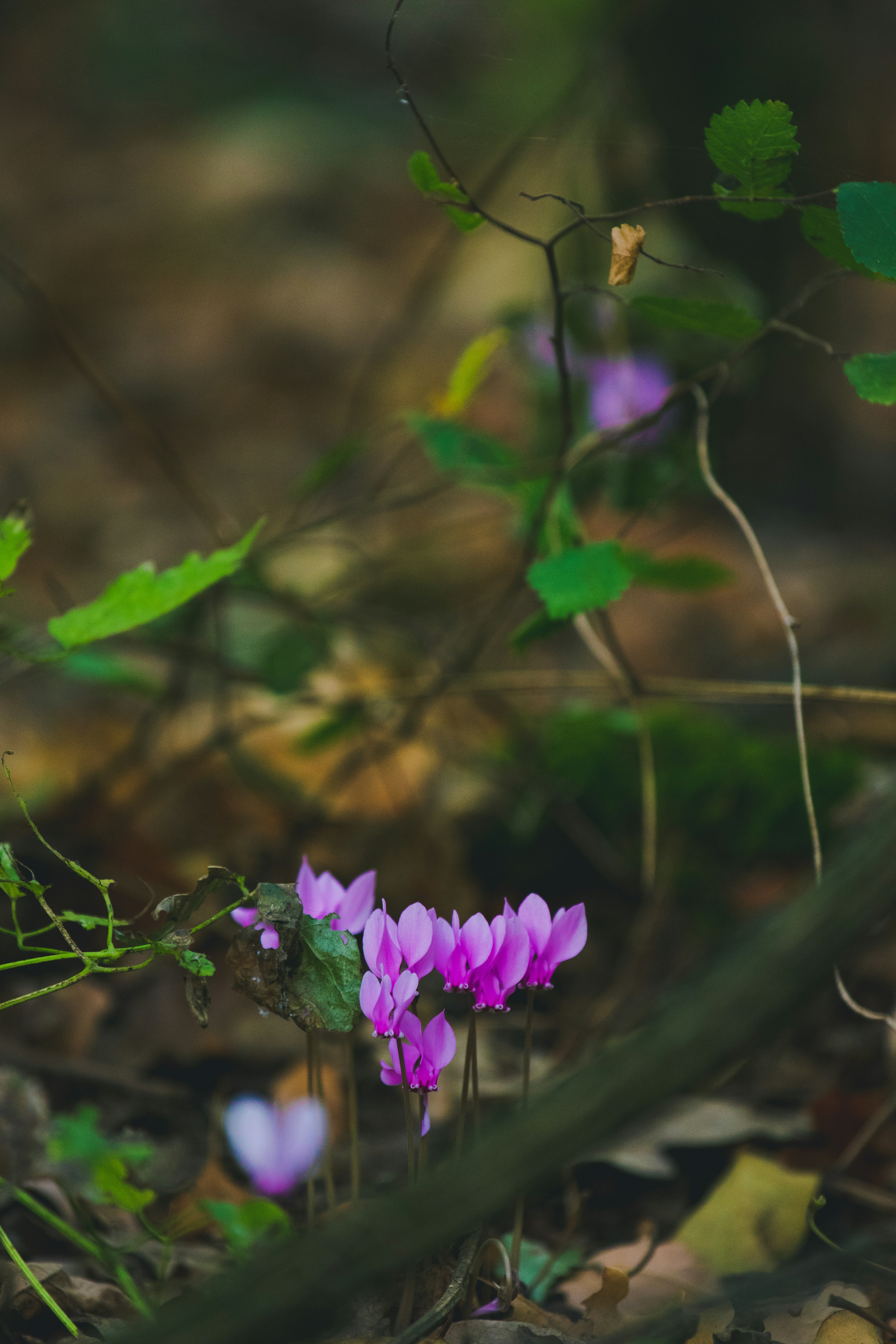 Photo by mattia_poli_04