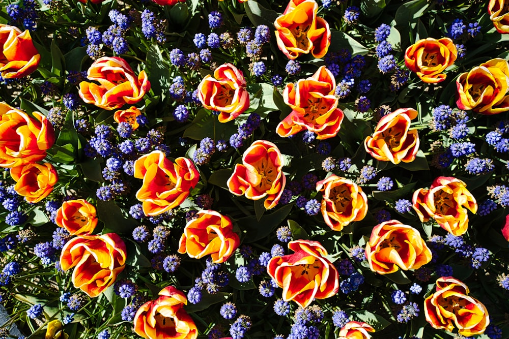 a bunch of flowers that are in the grass