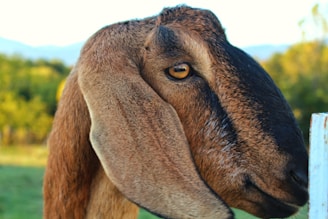 A close-up of a happy goat with a colorful pasture in the background.