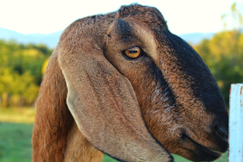 a close up of a goat looking over a fence