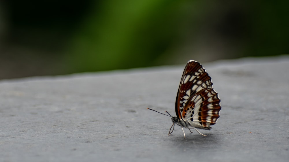 a brown and white butterfly sitting on top of a cement surface