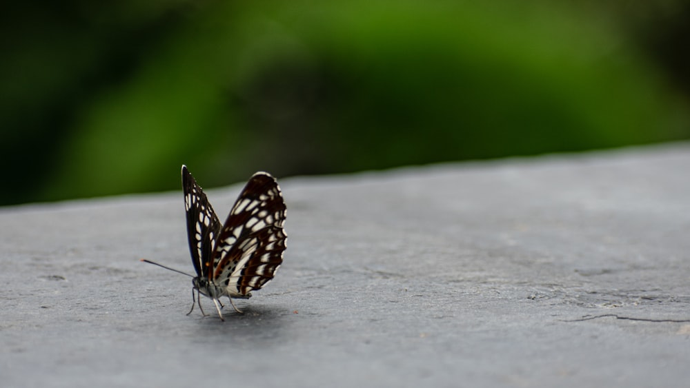 a brown and white butterfly sitting on top of a cement surface