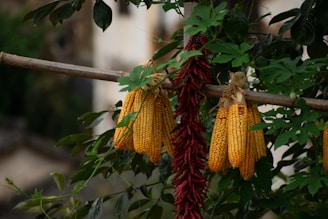 Several ears of dried corn are tied to a wooden pole alongside a string of red chili peppers. The background includes lush, green leaves and natural foliage.