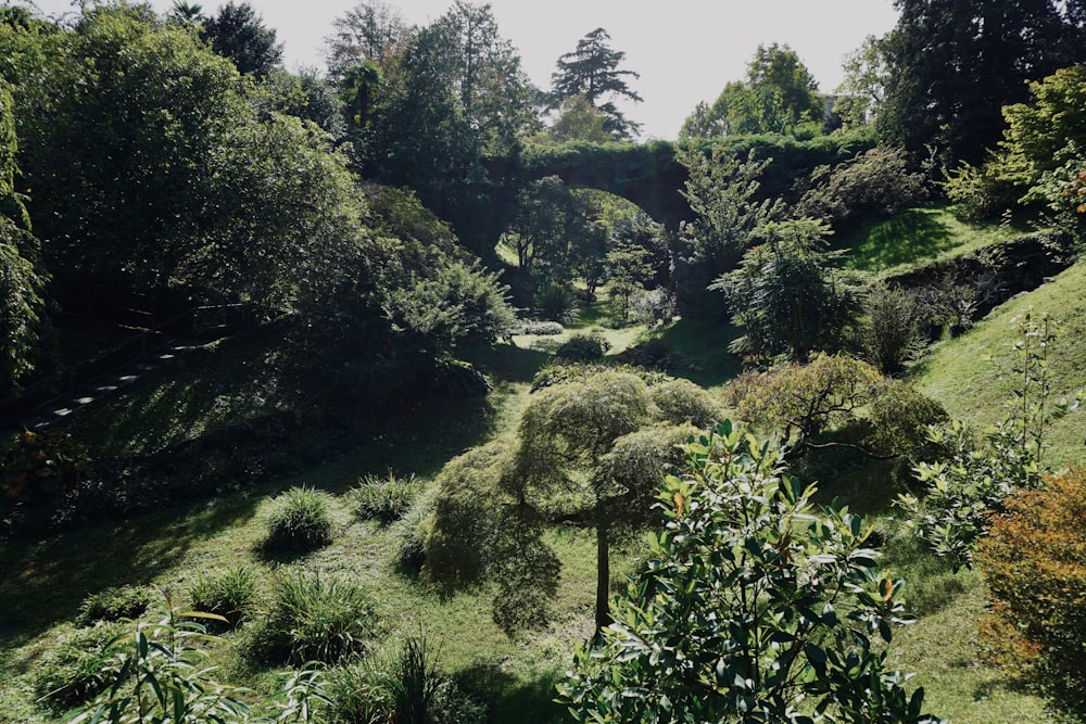 a lush green forest filled with lots of trees