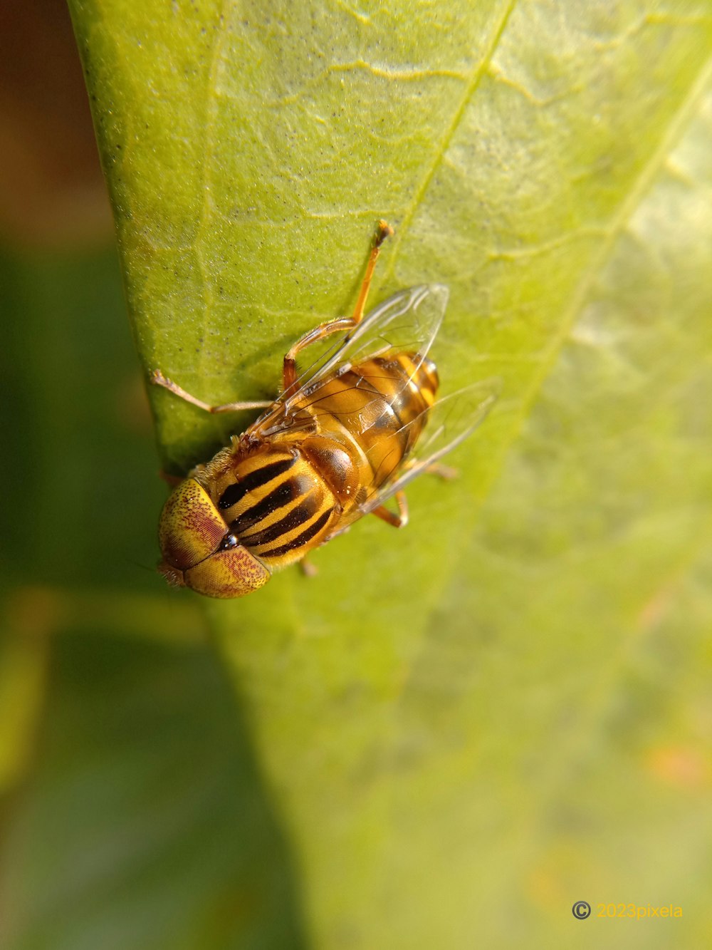 a close up of a bug on a leaf