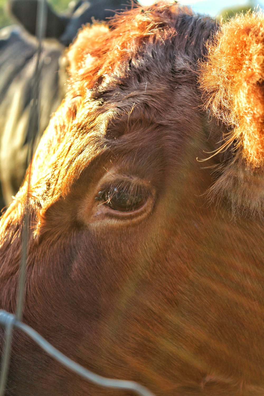 a close up of a cow's face with other cows in the background