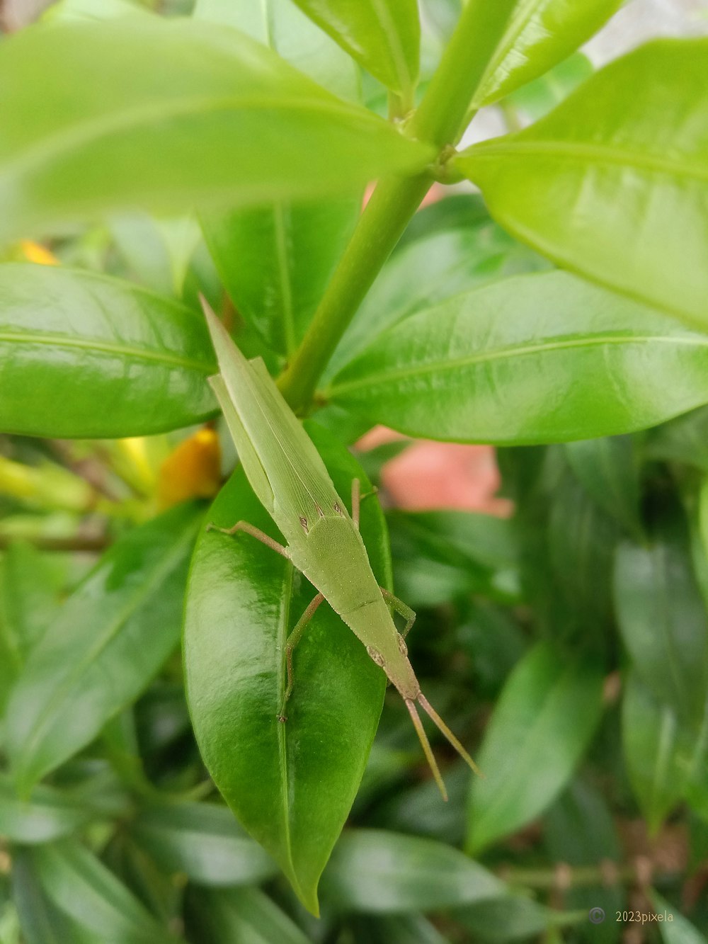 a close up of a green insect on a leaf