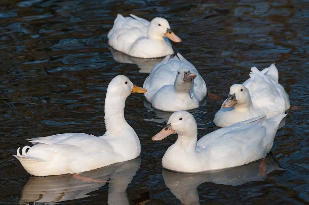 a group of ducks floating on top of a body of water