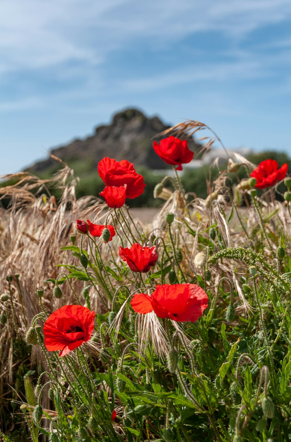 a field of red flowers with a mountain in the background