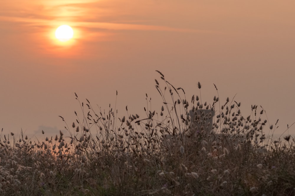 the sun is setting over a field of tall grass