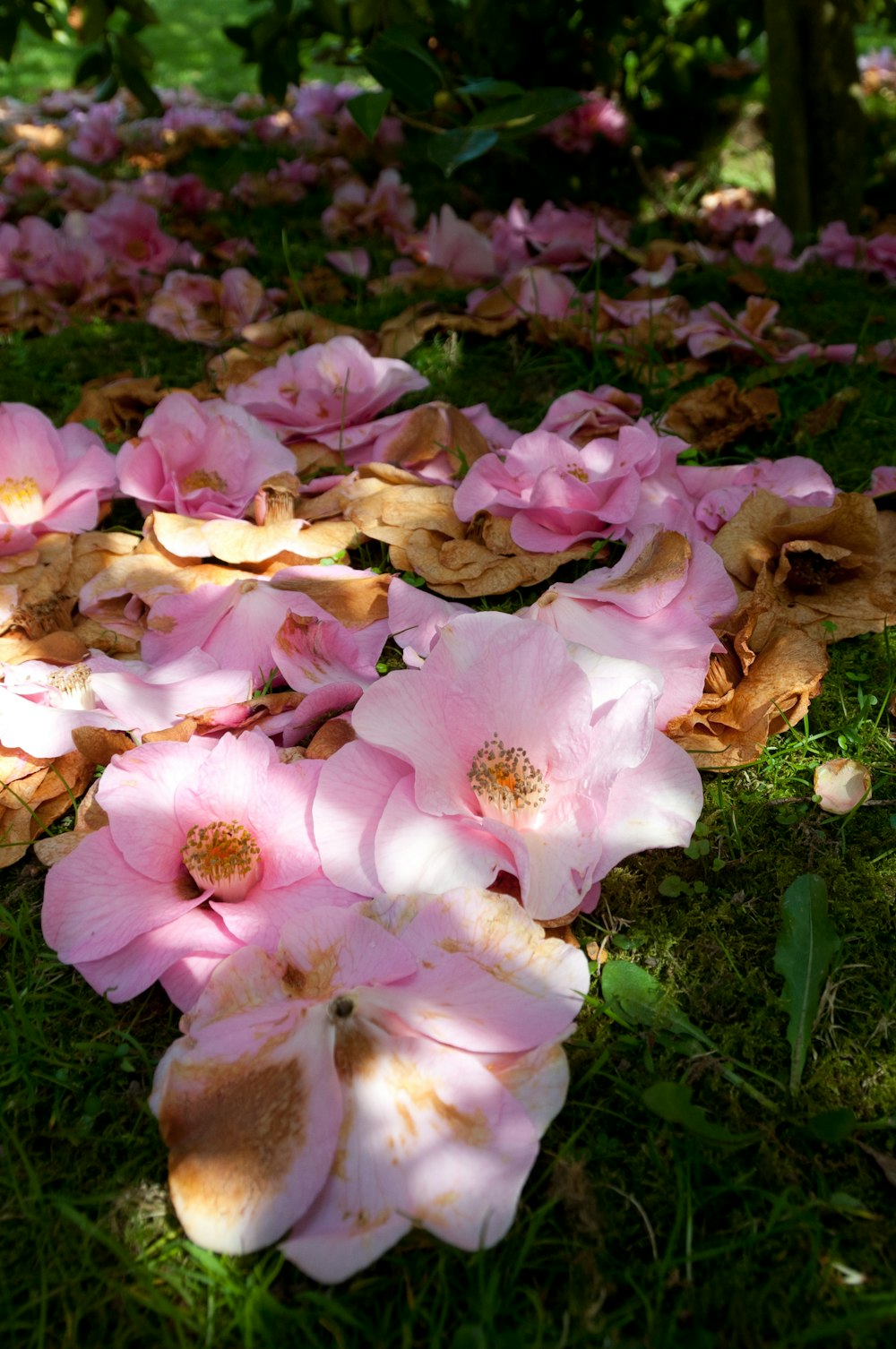a bunch of pink flowers laying on the ground