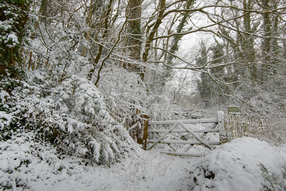 a gate in the middle of a snowy forest