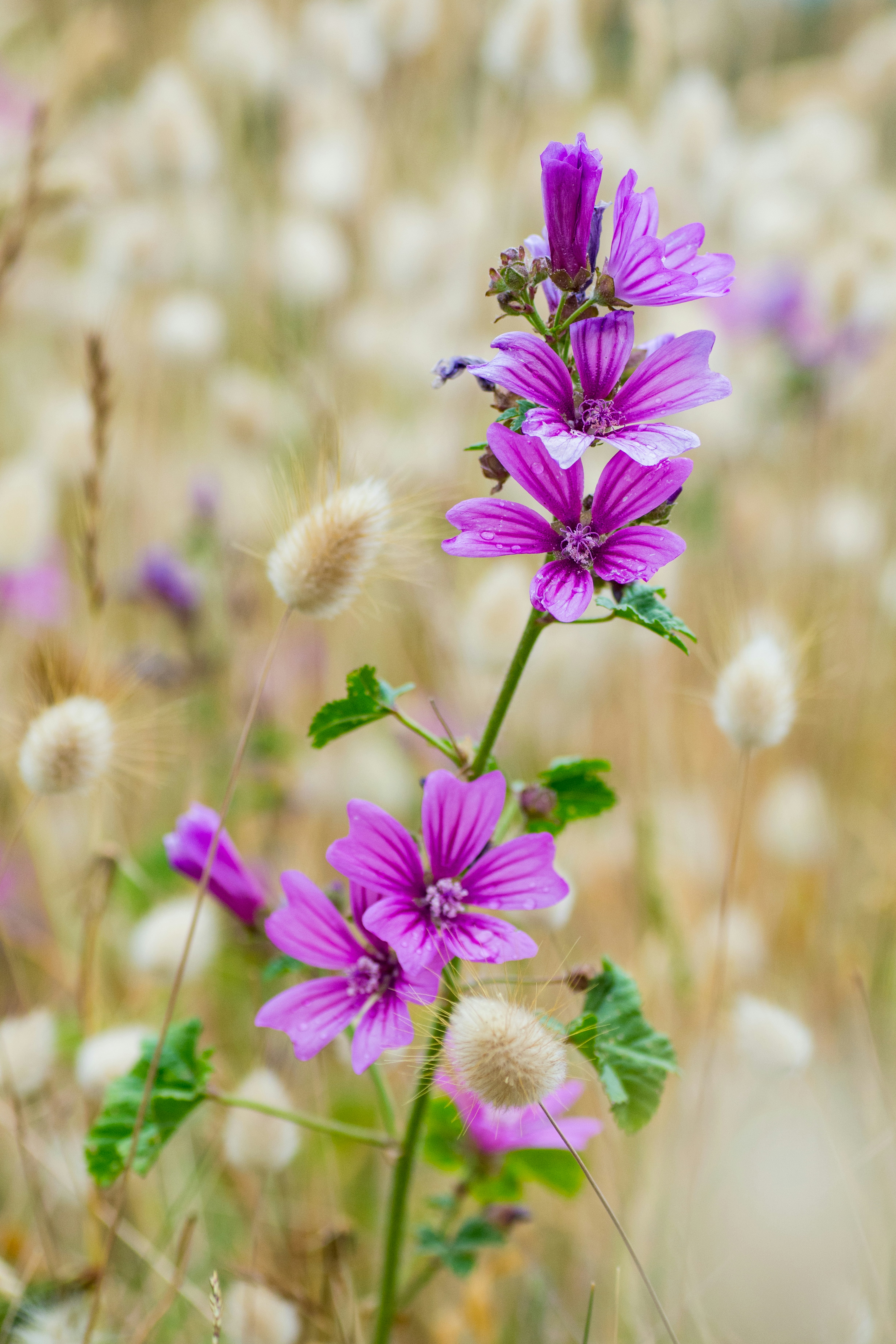 a field full of purple and white flowers